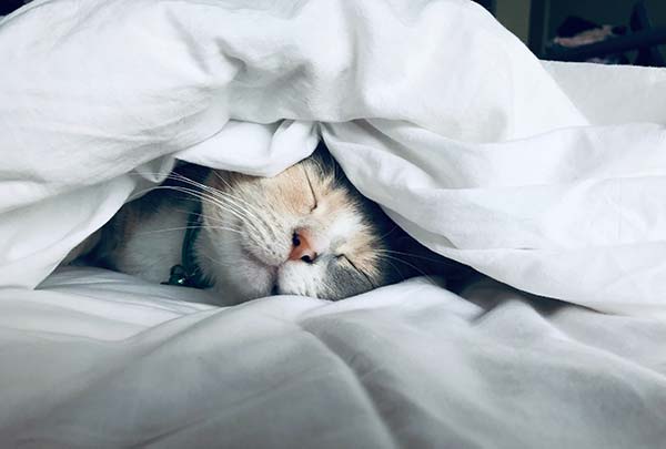 Cat Sleeping Under a Duvet