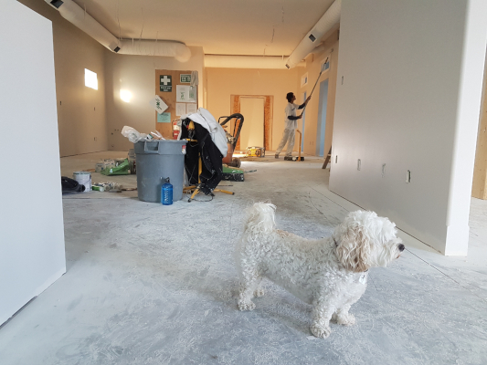 White Dog with Decorator