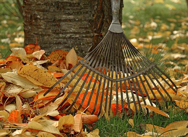 Raking Autumn Leaves