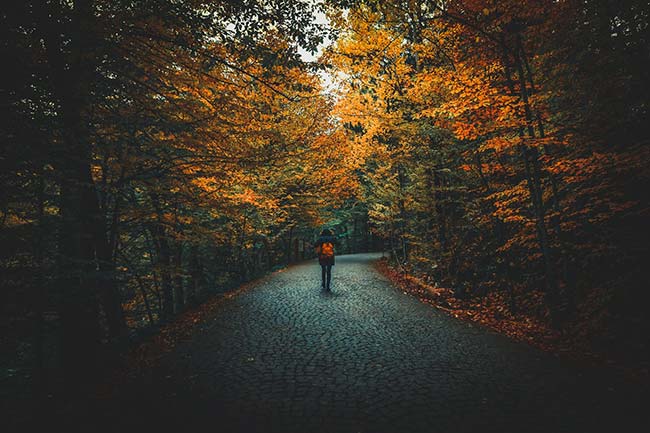 Taking a Walk During Autumn