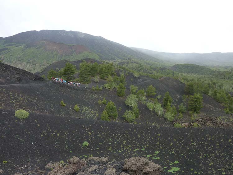 Vineyard on Mount Etna