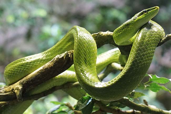 Bright Green Snake