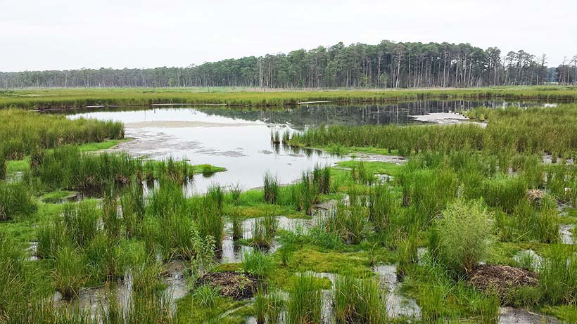 Blackwater National Wildlife Refuge